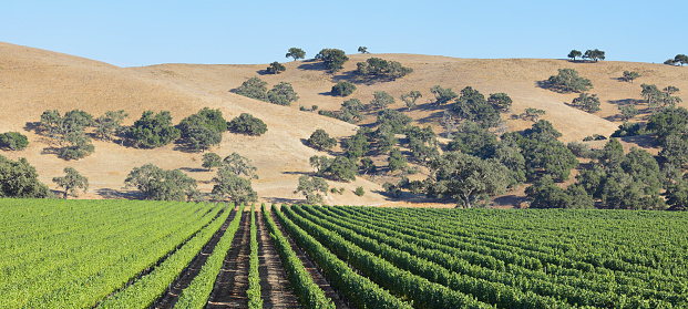 Panoramic vineyard landscape during summer (Santa Barbara county, California).