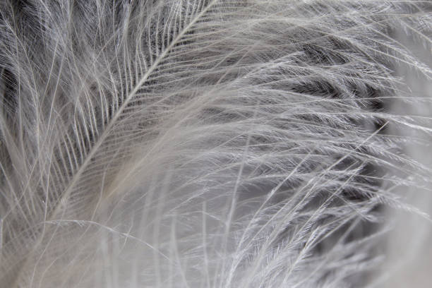 istock White feather texture background. Macro photography. Close-up view 1224415802
