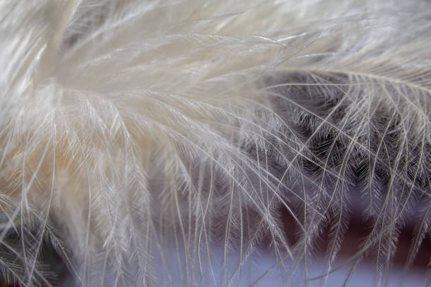 istock White feather texture background. Macro photography. Close-up view 1224415835