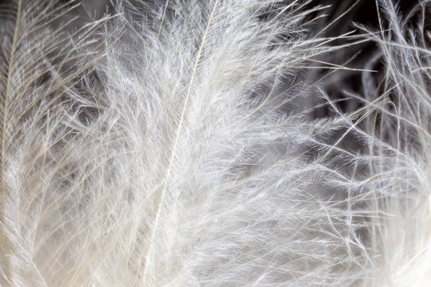istock White feather texture background. Macro photography. Close-up view 1224415840