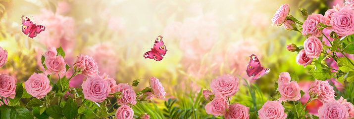 Fabulous blooming pink rose flower summer garden and flying fantasy peacock eye butterflies on blurred sunny shiny glowing background, mysterious fairy tale spring floral wide panoramic holiday banner