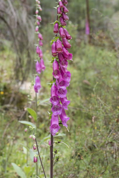 digitalis purpurea comune volpe violaglove bella pianta con aste di fiori rosa rosso o viola - herbal medicine flash foto e immagini stock