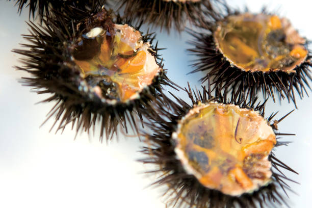 Fresh sea urchins, ready to eat Fresh sea urchins, ready to eat purple sea urchin stock pictures, royalty-free photos & images