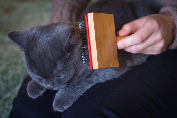 istock Combing out excess hair from a gray Scottish cat during molting with a special comb. Concept of pet care and health. 1224416945