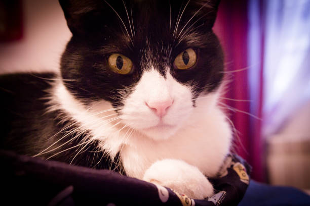 istock Black and white cat with alert expression. No people 1224418172