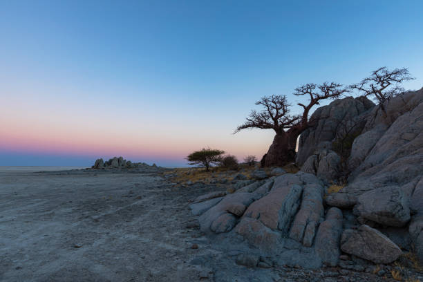 istock Small baobab tree and rocks at Kubu Island 1224418357