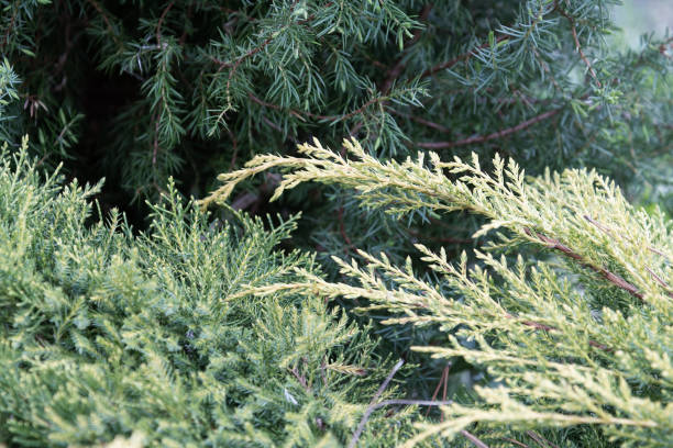 istock Close-up view of young juniper branches of different varieties. 1224418498
