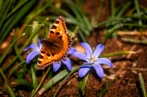 Butterfly sitting on flowers,