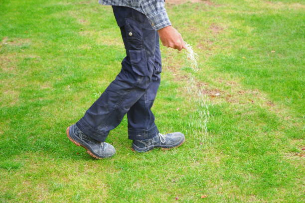 one man farmer is fertilizing the lawn soil. male hand of worker, Fertilizer For Lawns in springtime for the perfect lawn. lawn fertilizer in man's hand on garden background. working farmer, fertilizer in garden apply fertilizer stock pictures, royalty-free photos & images