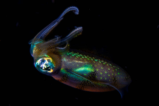 istock Bigfin Reef Squid in Black Water 1224419948