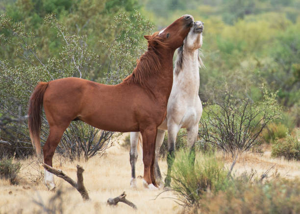 2,300+ Horse Coupling Stock Photos, Pictures & Royalty-Free Images - iStock