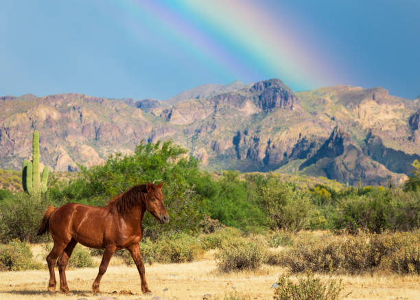 atemberaubender und kraftvoller wilder hengst vor einem regenbogen - arizona wildlife stock-fotos und bilder