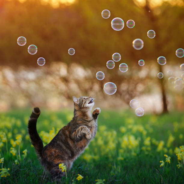 istock kitten walking through a summer Sunny blooming meadow and catching flying shiny soap bubbles with its paw 1224421004