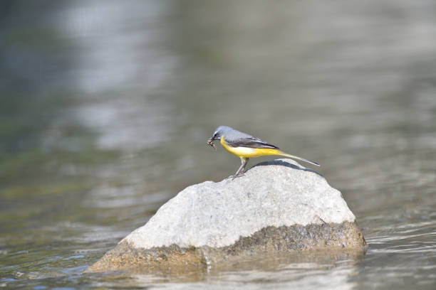istock The grey wagtail standing on the stone at river with insects in beak 1224421330