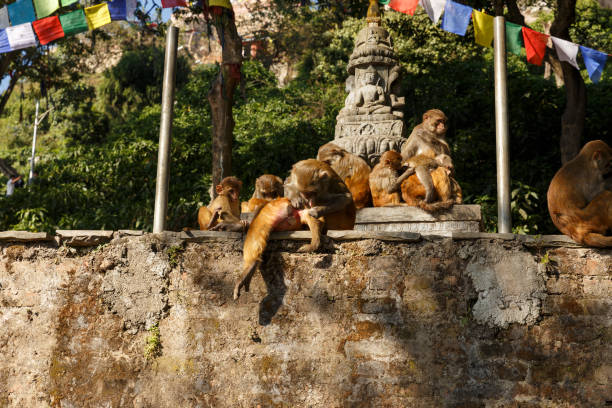 famiglia di scimmie nel tempio di swayambhunath. - nepal buddha monkey temple tibet foto e immagini stock