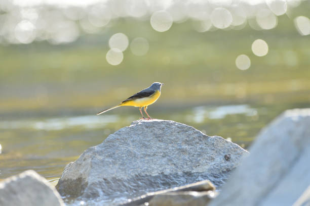 The grey wagtail jumps on a stone near the river drinking water