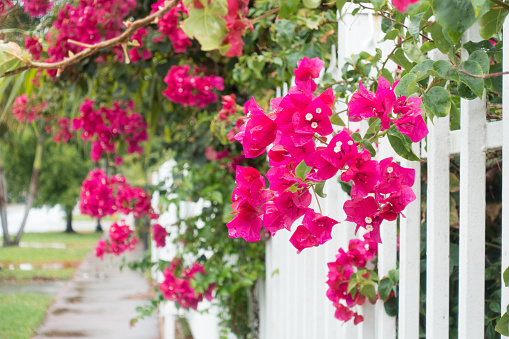 Bougainvillea flowers growing on a house railing.
