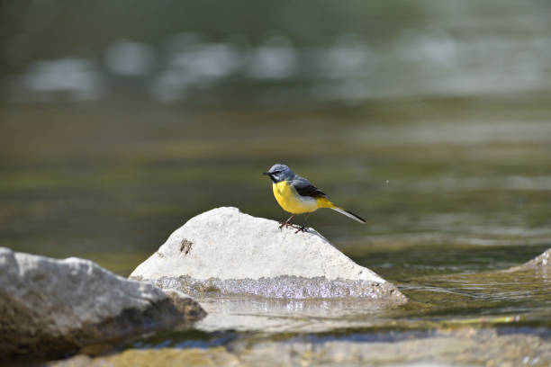 istock The grey wagtail standing on the stone at river with insects in beak 1224422598