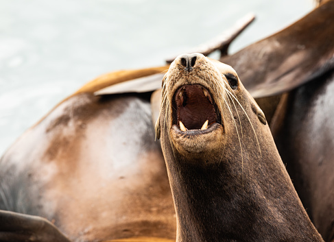 Closeup of a Sea Lion facing the camera with mouth wide open