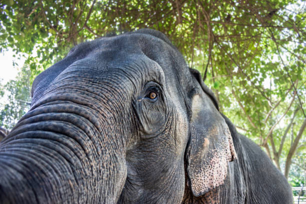 아시아 코끼리 - animal close up elephant animal eye 뉴스 사진 이미지