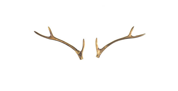 istock golden deer horns isolated on white background 1224424437