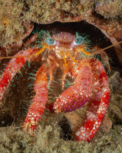 istock Portrait of hermit 1224424844