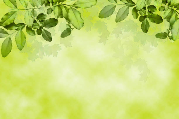 istock Leaves with Chartreuse Green Background 1224425953