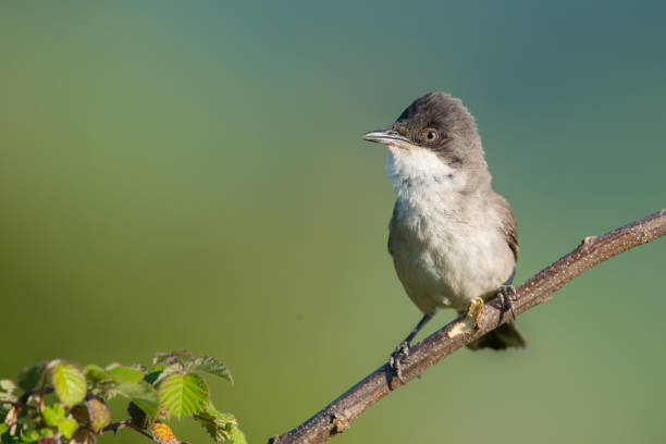 istock The western Orphean warbler 1224426114
