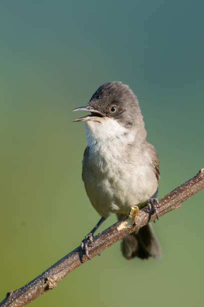istock The western Orphean warbler 1224426135