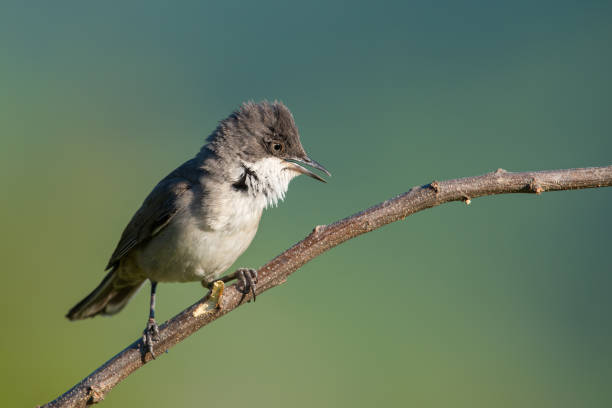 istock The western Orphean warbler 1224426138