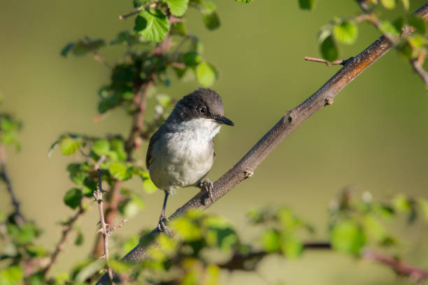 istock The western Orphean warbler 1224426144
