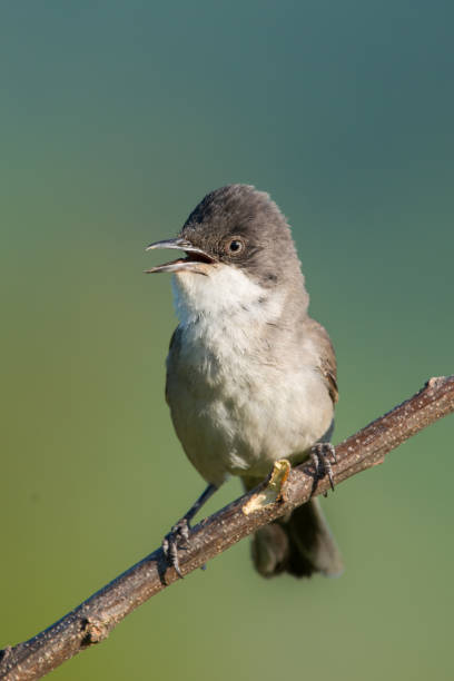 istock The western Orphean warbler 1224426145