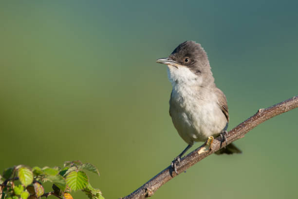 istock The western Orphean warbler 1224426152