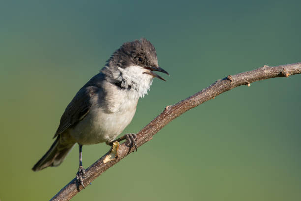 istock The western Orphean warbler 1224426158
