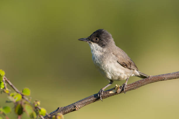 istock The western Orphean warbler 1224426161