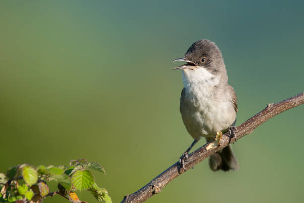 istock The western Orphean warbler 1224426167