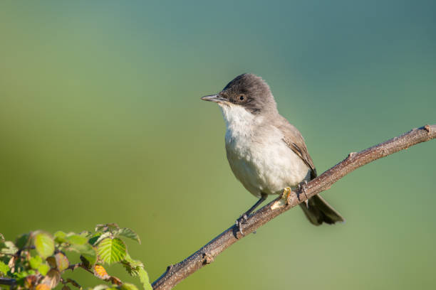 istock The western Orphean warbler 1224426184