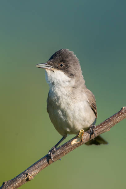 istock The western Orphean warbler 1224426198