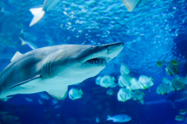 istock The great white shark in the big blue 1224427778