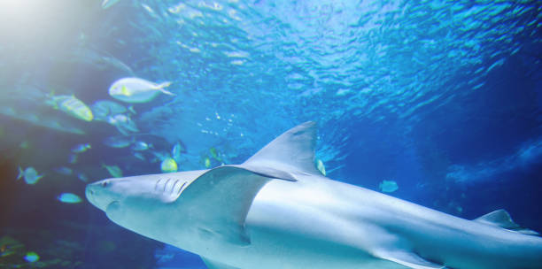 istock The great white shark in the big blue 1224427787