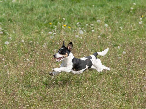 istock Nice young black and white Jack Russell Terrier running in a field 1224427815