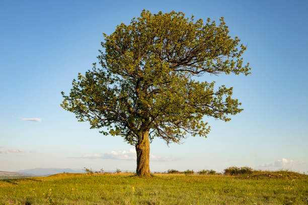 istock A beautiful lonely tree in the hills. 1224427840