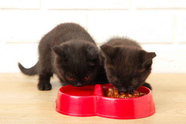 istock Two black british shorthair kittens eats on white background 1224428128