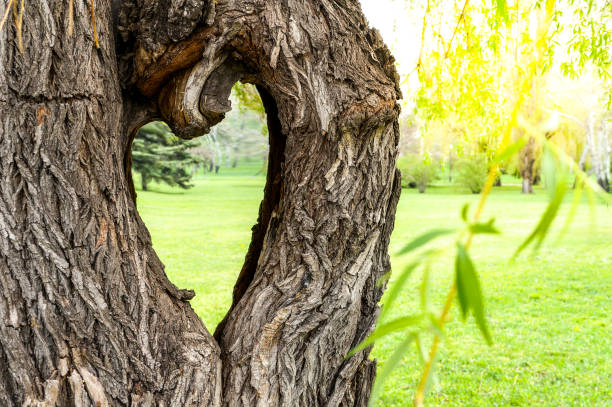 Love sign in a tree in old city park useful as valentines day or love nature concept
