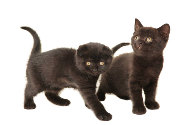 istock Black british kittens isolated on white background 1224428593