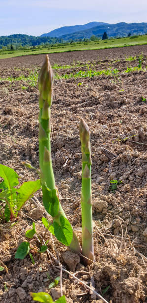 istock Green asparagus growing on field 1224429476