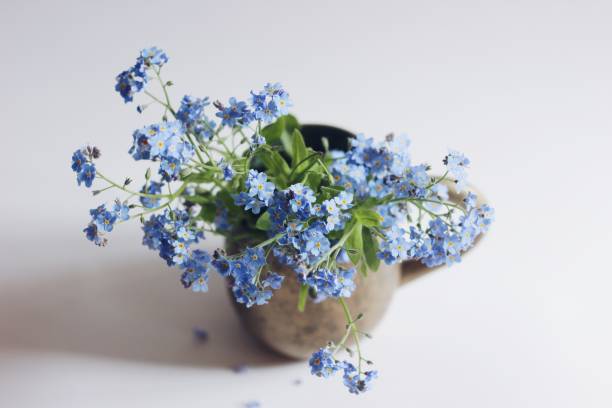 photo en gros plan des fleurs bleues d’oubli-me-not dans une tasse en métal rétro. - myosotis sylvatica photos et images de collection