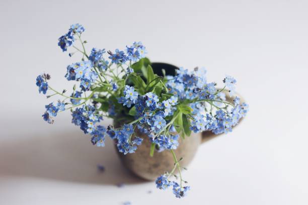 foto ravvicinata di blu dimenticare-me-non fiori in una tazza di metallo retrò. - myosotis sylvatica foto e immagini stock