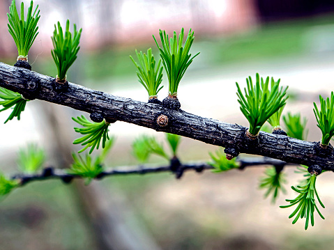 first green leaves on the branch of a larch tree, macro, narrow focus area