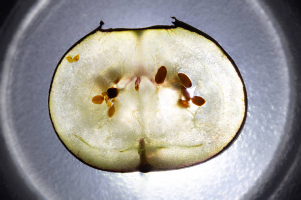 Seeds In Watermelon Plate